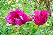 Chinese tree peony (Paeonia rockii) Honghai Yinbo, flowers
