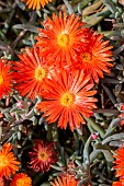 Coppery mesemb (Malephora crocea var. purpureocrocea), Bouches-du-Rhone, France