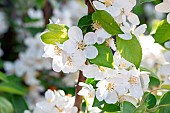 Blossoms of Crabapple Evereste