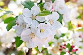 Blossoms of Crabapple Evereste