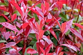 Photinia (Photinia x fraseri) Red Robin in early spring