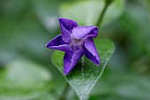 Large periwinkle (Vinca major) opening flower, Gard, France