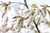 Fluffy seeds of Silver poplar (Populus alba), Vaucluse, France