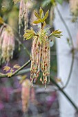Box elder (Acer negundo) flowers and young leaves, Gard, France