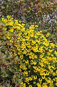 Glaucous scorpion-vetch (Coronilla glauca) and Mastic (Pistacia lentiscus), Vaucluse, France