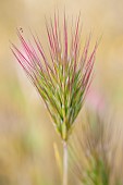 Foxtail Brome (Anisantha rubens) in early spring, Vaucluse, France. A tiny dipteran has landed on a spike