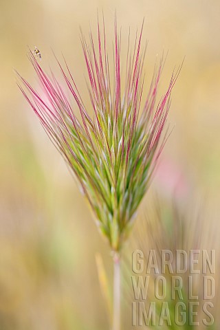 Foxtail_Brome_Anisantha_rubens_in_early_spring_Vaucluse_France_A_tiny_dipteran_has_landed_on_a_spike