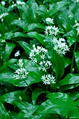 Ramsons (Allium ursinum) in bloom, wild edible plant