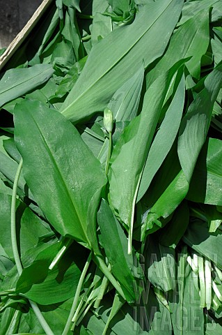 Ramsons_Allium_ursinum_cut_leaves_wild_edible_plant