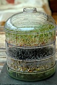Sprouted seeds in a sprouter