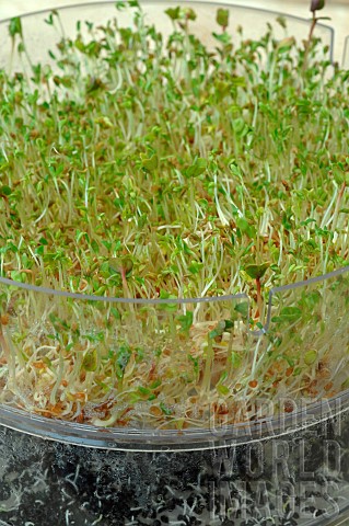 Sprouted_seeds_in_a_sprouter
