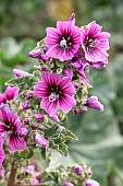 Tree mallow (Malva arborea), Bouches-du-Rhone, France