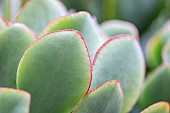 Pigs ear (Cotyledon orbiculata)