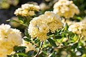 Banks rose (Rosa banksiae) Lutea