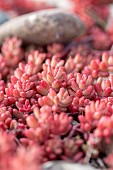 White stonecrop (Sedum album), Vaucluse, France