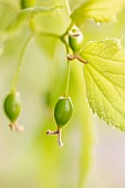 European nettle tree (Celtis australis), immature fruits, Vaucluse, France