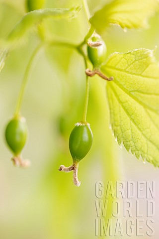 European_nettle_tree_Celtis_australis_immature_fruits_Vaucluse_France