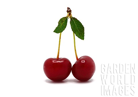 Pair_of_ripe_cherries_on_a_light_background_Natural_product_Natural_color_Closeup