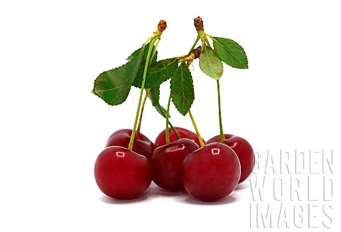 Several_ripe_cherries_on_a_light_background_Natural_product_Natural_color_Closeup