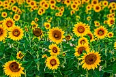 Beautiful field with sunflowers (Helianthus annuus), Valensole, Provence, France