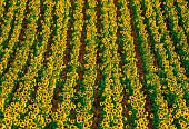 Fragment of a field with sunflowers (Helianthus annuus) in bloom, Valensole, Provence, France