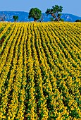 Field of sunflowers (Helianthus annuus) against the background of mountains in the distance. Valensole. Provence. France