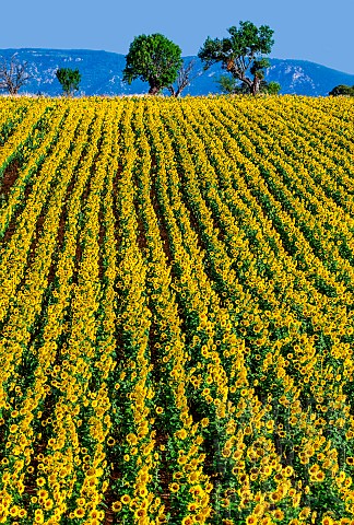 Field_of_sunflowers_Helianthus_annuus_against_the_background_of_mountains_in_the_distance_Valensole_