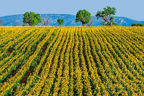 Field_of_sunflowers_Helianthus_annuus_against_the_background_of_mountains_in_the_distance_Valensole_