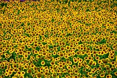 Fragment of a field with sunflowers (Helianthus annuus) in bloom, Valensole, Provence, France