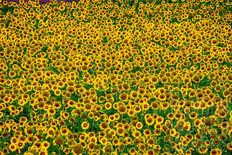 Fragment_of_a_field_with_sunflowers_Helianthus_annuus_in_bloom_Valensole_Provence_France