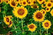 Beautiful field with sunflowers (Helianthus annuus), Valensole, Provence, France