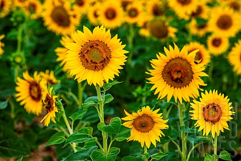 Beautiful_field_with_sunflowers_Helianthus_annuus_Valensole_Provence_France