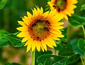 Sunflower (Helianthus annuus) close-up with bees (Apis mellifera), Valensole, Provence, France