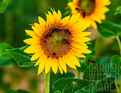 Sunflower_Helianthus_annuus_closeup_with_bees_Apis_mellifera_Valensole_Provence_France
