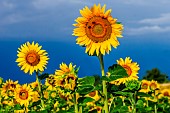 Sunflower (Helianthus annuus) close-up on a background of bright blue sky with bees, Valensole, Provence, France