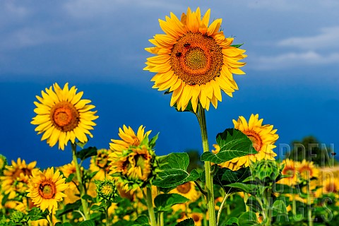 Sunflower_Helianthus_annuus_closeup_on_a_background_of_bright_blue_sky_with_bees_Valensole_Provence_