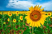 Sunflower close-up on a background of bright blue sky with bees (Apis mellifera), Valensole, Provence, France