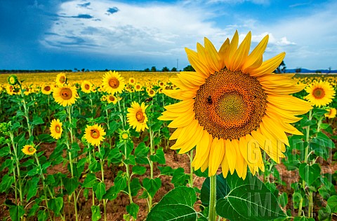 Sunflower_closeup_on_a_background_of_bright_blue_sky_with_bees_Apis_mellifera_Valensole_Provence_Fra