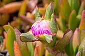 Hottentot-fig (Carpobrotus edulis) flower bud, Calanques National Park, Bouches-du-Rhone, France