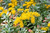 Palmers Sedum (Sedum palmeri) in bloom