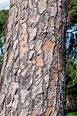 Bark of Stone pine (Pinus pinea), Gard, France