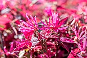 Chinese fringe flower (Loropetalum chinense) in bloom