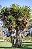 Cabbage tree (Cordyline australis), Gard, France