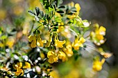 Scorpion senna (Hippocrepis emerus), Gard, France