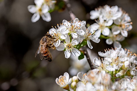 Honey_bee_Apis_mellifera_foraging_on_Mahaleb_cherry_Prunus_mahaleb_flowers_Gard_France