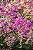 Judas tree (Cercis siliquastrum), Gard, France