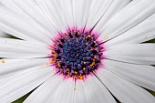 African daisy (Osteospermum sp.), Gard, France