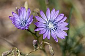 Mountain lettuce (Lactuca perennis), Gard, France