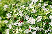 Common hawthorn (Crataegus monogyna) in flower with fruit from the previous year, Vaucluse, France