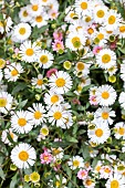 Mexican fleabane (Erigeron karvinskianus), Gard, France